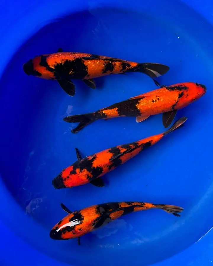 Four Hi Utsuri koi with black and fiery red-orange patterns