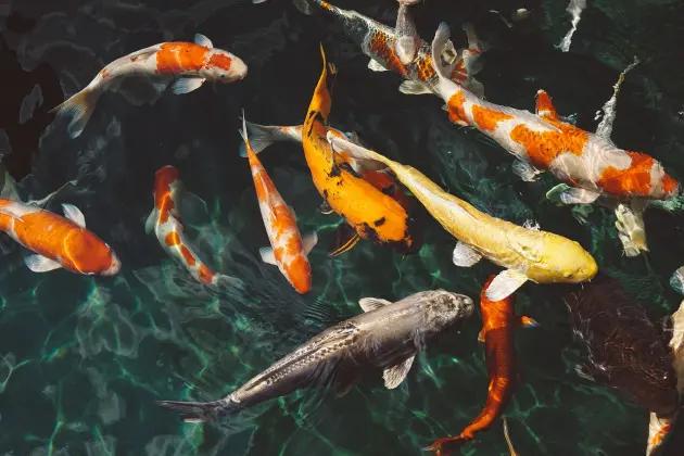 Koi in orange, white, gold and silver swimming together in clear water