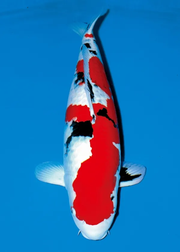 Sanke koi with red and black markings on a white body, seen from above