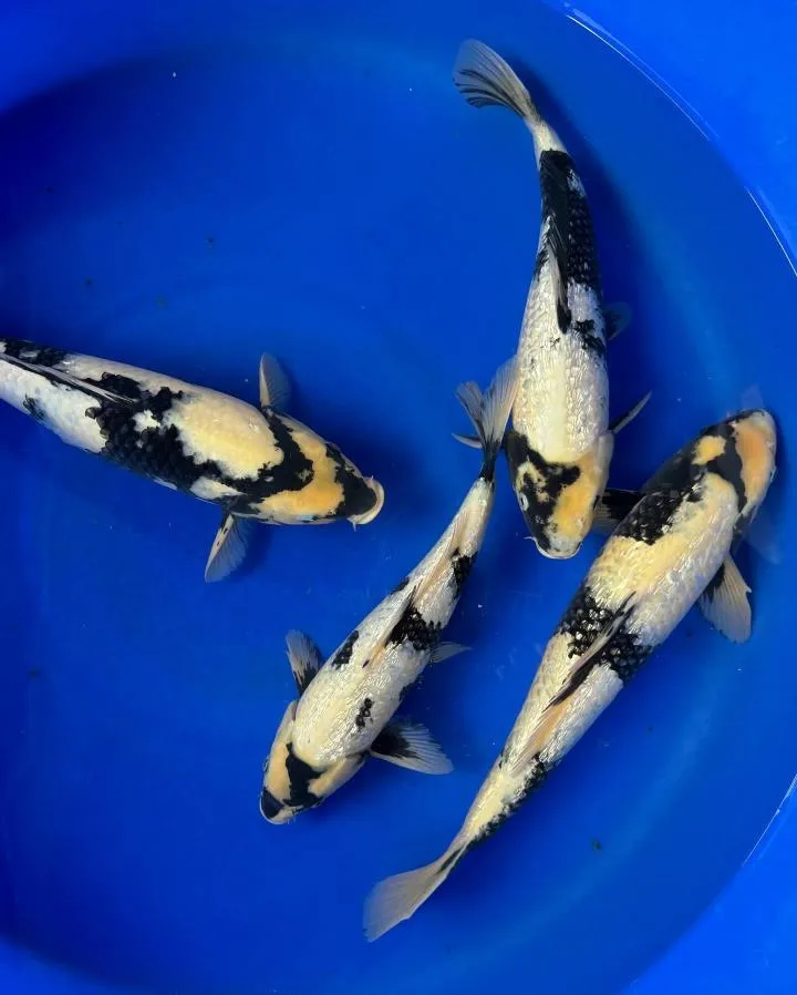 Cream, gold and black koi seen from above